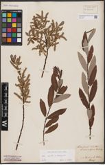 Foto von Salix aurita L. x Salix eleagnos Scop.